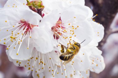 arı makro ve meyve ağacı bahar çiçek