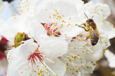 arı makro ve meyve ağacı bahar çiçek