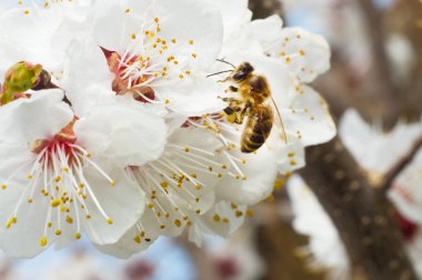 arı makro ve meyve ağacı bahar çiçek