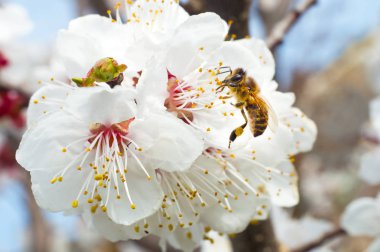 arı makro ve meyve ağacı bahar çiçek