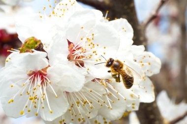 arı makro ve meyve ağacı bahar çiçek