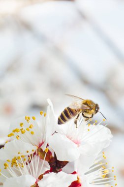 arı makro ve meyve ağacı bahar çiçek