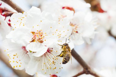arı makro ve meyve ağacı bahar çiçek