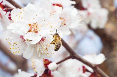 arı makro ve meyve ağacı bahar çiçek