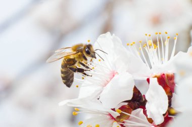 arı makro ve meyve ağacı bahar çiçek