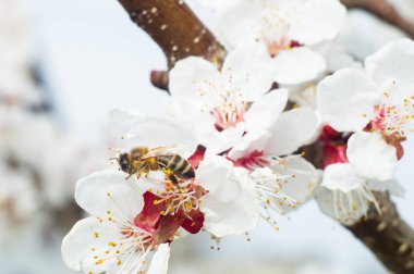 arı makro ve meyve ağacı bahar çiçek