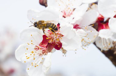 arı makro ve meyve ağacı bahar çiçek