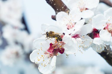 arı makro ve meyve ağacı bahar çiçek