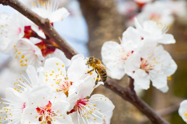 arı makro ve meyve ağacı bahar çiçek