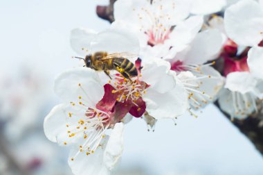 arı makro ve meyve ağacı bahar çiçek