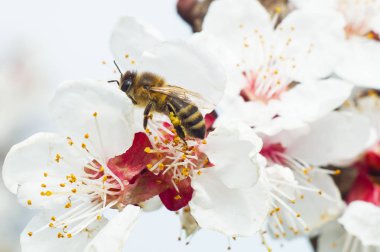 arı makro ve meyve ağacı bahar çiçek