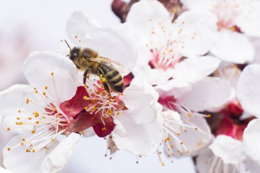arı makro ve meyve ağacı bahar çiçek