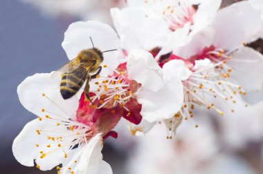arı makro ve meyve ağacı bahar çiçek