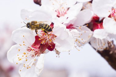 arı makro ve meyve ağacı bahar çiçek