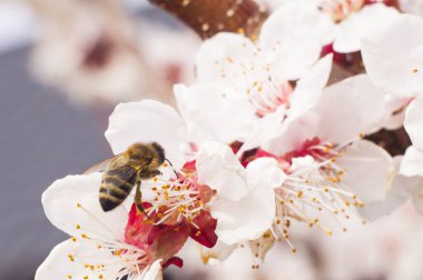 arı makro ve meyve ağacı bahar çiçek