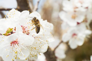 arı makro ve meyve ağacı bahar çiçek