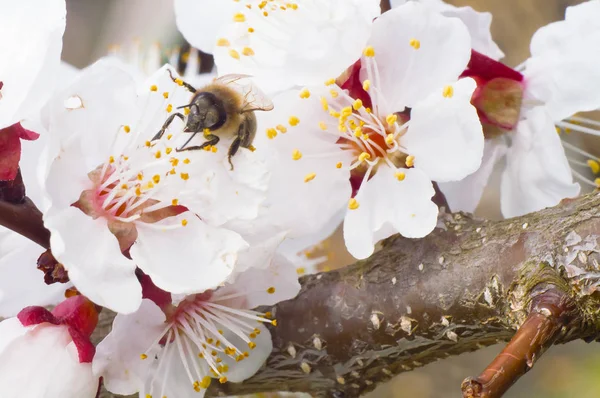 arı makro ve meyve ağacı bahar çiçek