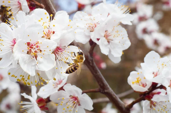 Abeille Macro Fleur Arbre Fruitier Printemps — Photo