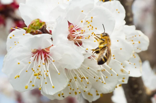 arı makro ve meyve ağacı bahar çiçek