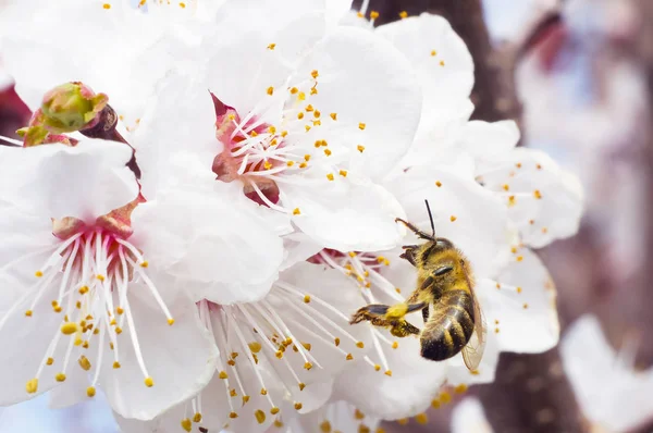 arı makro ve meyve ağacı bahar çiçek