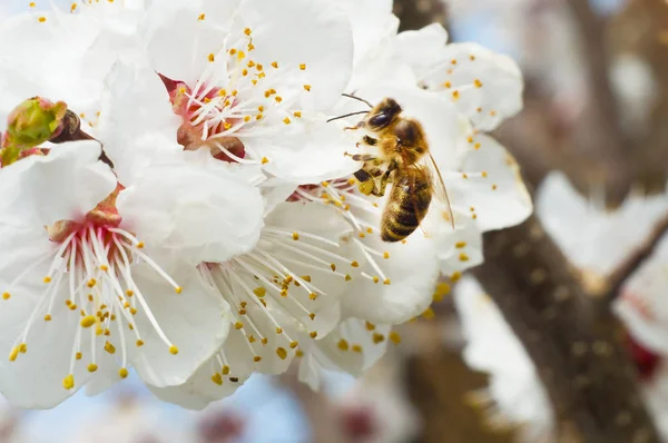 arı makro ve meyve ağacı bahar çiçek