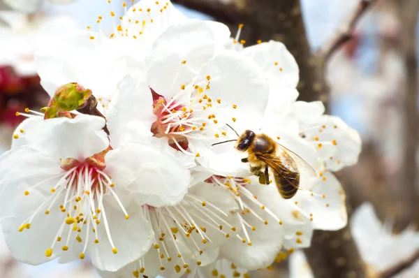 arı makro ve meyve ağacı bahar çiçek