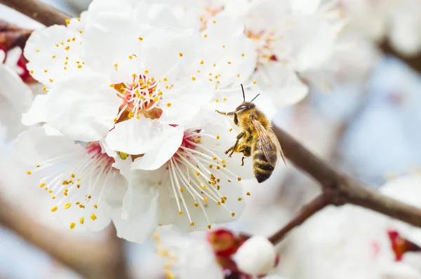 Biene Makro Und Blume Des Fruchtbaumfrühlings — Stockfoto