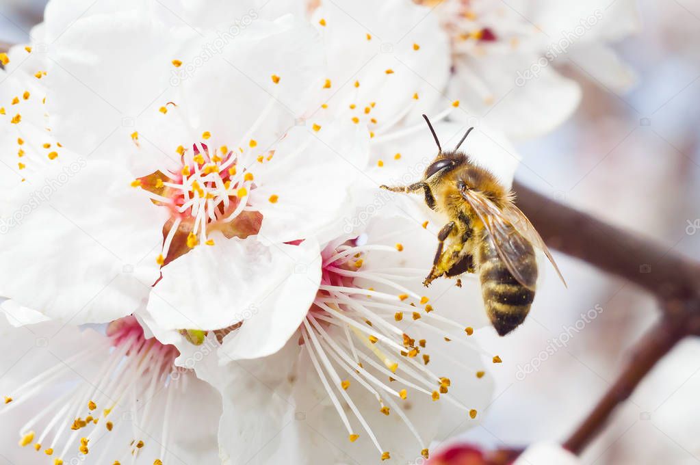 bee macro and flower of fruit tree spring