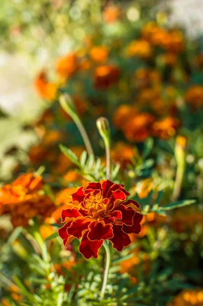 夏の花のマリーゴールド — ストック写真