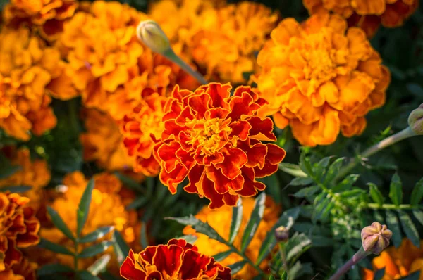 Las Flores Caléndula Flor Verano — Foto de Stock