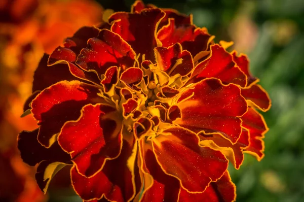 Las Flores Caléndula Flor Verano — Foto de Stock