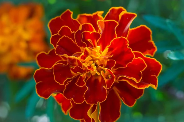 夏の花のマリーゴールド — ストック写真