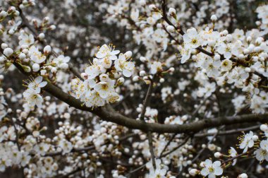 baharda meyve ağacının çiçek