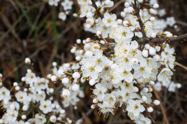 baharda meyve ağacının çiçek