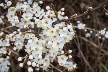 baharda meyve ağacının çiçek