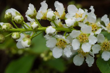 baharda meyve ağacının çiçek