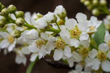 baharda meyve ağacının çiçek