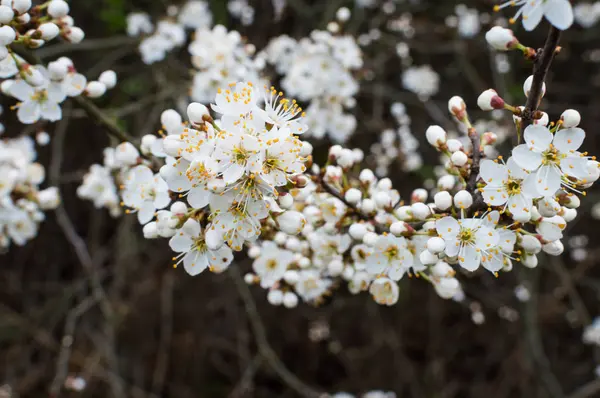 Fleur Arbre Fruitier Printemps — Photo