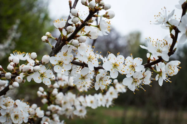 Fleur Arbre Fruitier Printemps — Photo