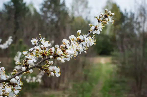 Fleur Arbre Fruitier Printemps — Photo