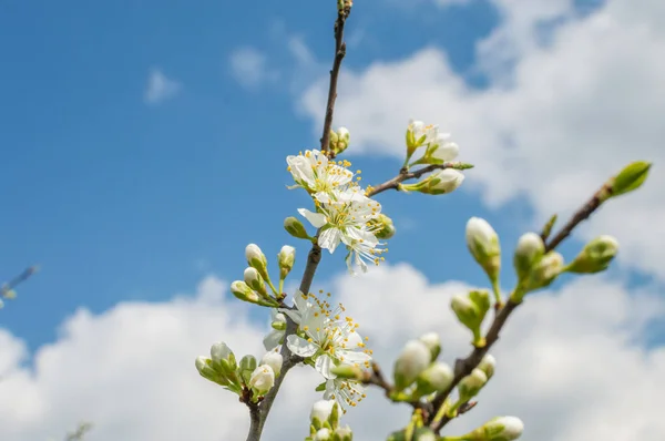 Fleur Arbre Fruitier Printemps — Photo