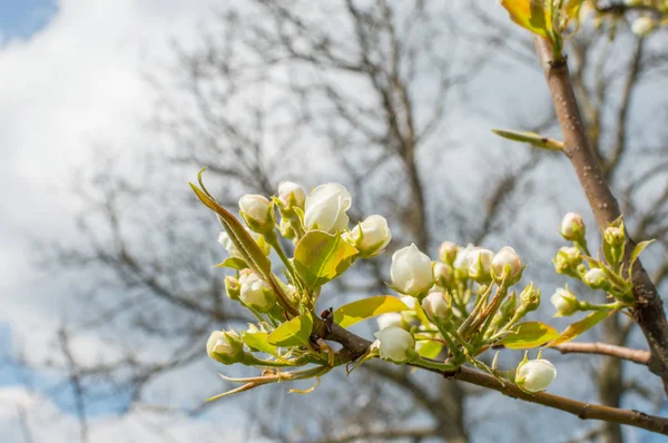 Fleur Arbre Fruitier Printemps — Photo