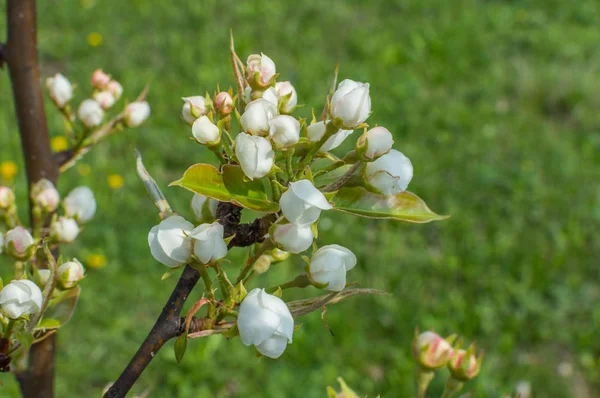 Fleur Arbre Fruitier Printemps — Photo