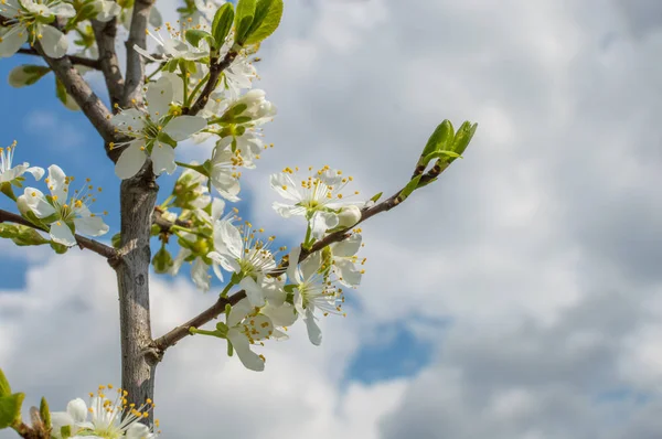 Fleur Arbre Fruitier Printemps — Photo