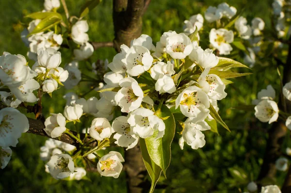 Fleur Arbre Fruitier Printemps — Photo