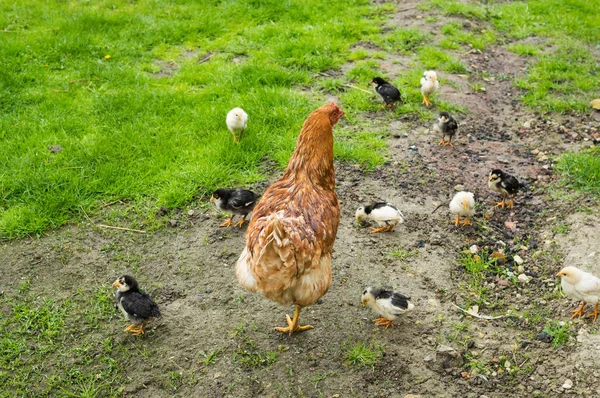 Chicken Walk Grass — Stock Photo, Image