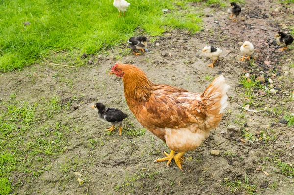 Galinha Caminhar Através Grama — Fotografia de Stock