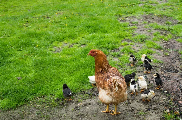 Chicken Walk Grass — Stock Photo, Image