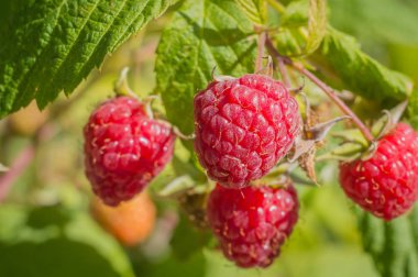 kırmızı ahududu çilek makro