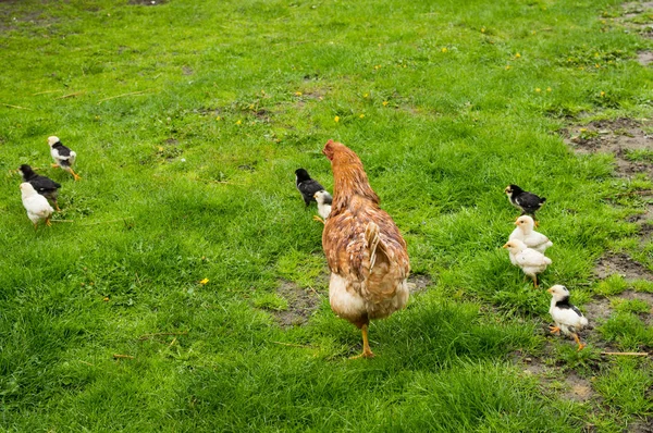 鶏が草の中を歩く — ストック写真
